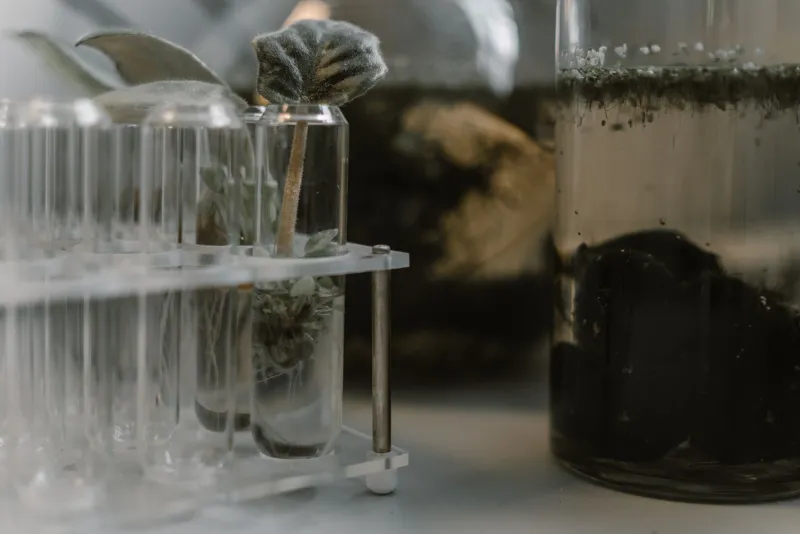 Precision at the Molecular Level: Why CRISPR Is Redefining Crop Engineering for American Farmers