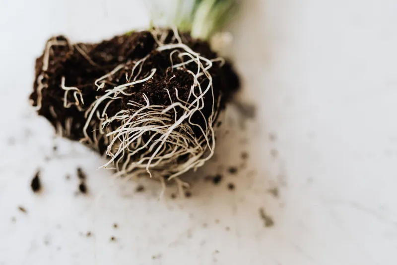 Cultivating Allies Underground: How Microbial Engineering Is Transforming American Soil Science